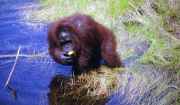 Orangutan v nrodnm parku Tanjung Puting. Indonsie.