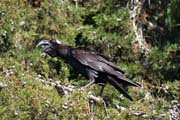 Endemick havran, thick-billed raven (Corvus crassirostris), kter ije jen v horch Etiopie a Eritrey. Nrodn park Bale Mountain. Jih, Etiopie.