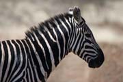 Zebra, Nechisar NP. Etiopie.