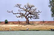Baobab na behu eky Niger. Mali.