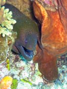 Murna, nebo-li Giant moray eel (Gymnothorax javanicus). Potpn u ostrov Togian, Kadidiri, lokalita Two Canyons. Indonsie.
