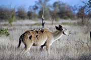 Antilopa kudu, Kruger Nrodn park. Jihoafrick republika.