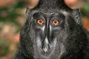 ern makak, Nrodn park Tangkoko. Sulawesi, Indonsie.