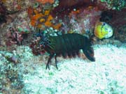 Mantis shirmp, Bangka dive sites. Indonsie.