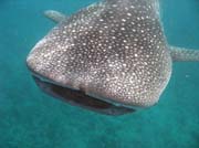 ralok obrovsk (whale shark), lokalita Maamigili. Maledivy.