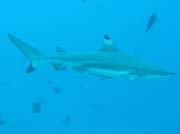 tesov ralok (Blacktip reef shark). Raja Ampat. Papua, Indonsie.