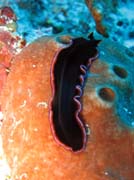 Mosk erv (flatworm). Raja Ampat. Papua, Indonsie.
